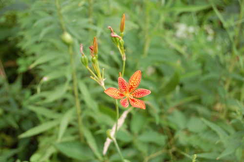 Prairie Lily at Wildflower Gardens