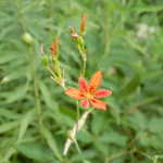 Prairie Lily at Wildflower Gardens