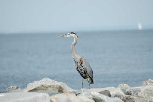Blue Heron Gracing the Waters of the Chesapeake