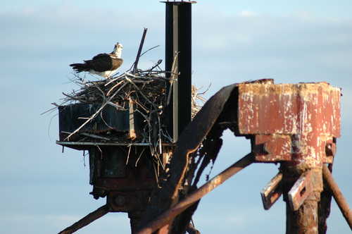 An Osprey on its Bay Nest