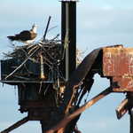 An Osprey on its Bay Nest