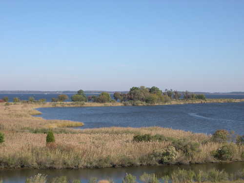 Tidal Wetlands of the Chesapeake