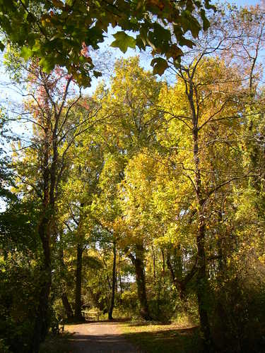 Fall Colors at Terrapin Park