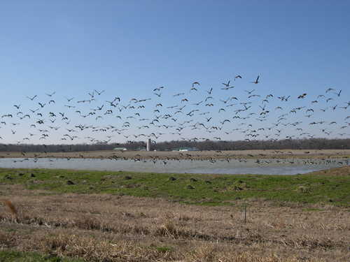 Winter migration along the Atlantic Fly-Way