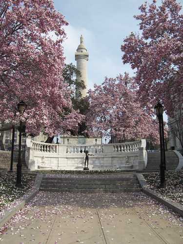 Cherry Blossoms at the Washington Monument in Mount Vernon Place