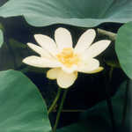 Water Lily on the Mississippi