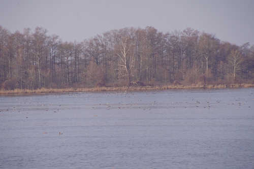 Birds at an Arkansas Lake