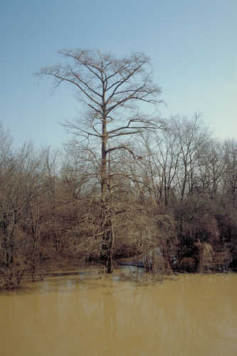 Flooded Tree beside the Great River Road