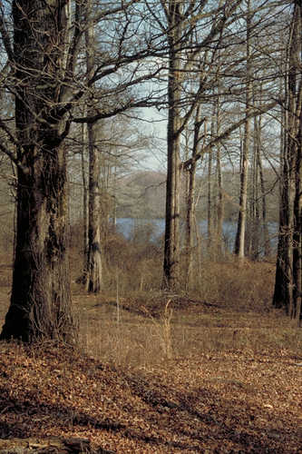 A Forest Service Recreation Site near Helena, Arkansas