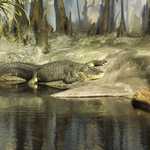 Alligator at Mississippi Museum