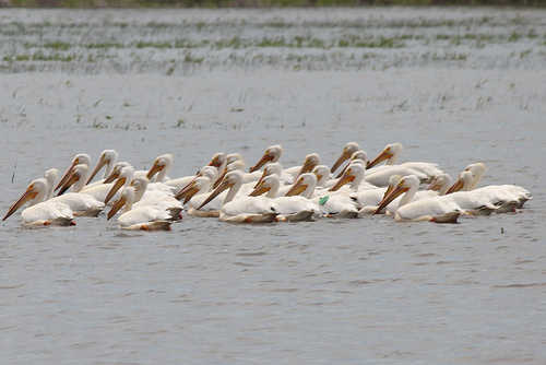 Pelicans at Great River National Wildlife Refuge