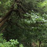 Effigy Mounds Trail in June