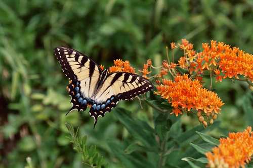 Zebra Swallowtail Butterfly on Butterfly Weed