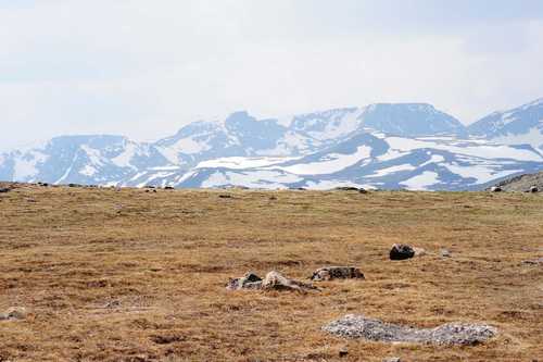 Alpine Tundra on Top of Beartooth Pass