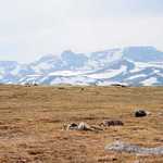 Alpine Tundra on Top of Beartooth Pass