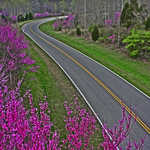 Pink Flowers beside Natchez Trace Parkway in Spring