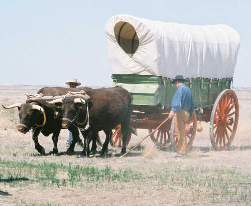 Ox Cart and Dust