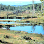 East Side of US-191 Looking East over Beaver Ponds
