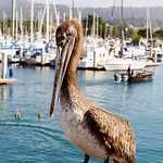 Brown Pelican at the Harbor