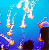 Luminous Jellyfish at Monterey Bay Aquarium