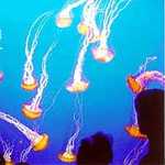 Luminous Jellyfish at Monterey Bay Aquarium