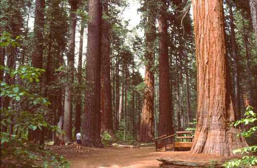 Big Trees North Grove Trail