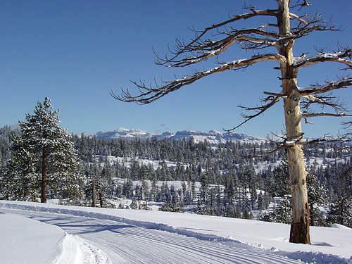 Mountain View from Cross-Country Skiing Trail near Ebbetts Pass