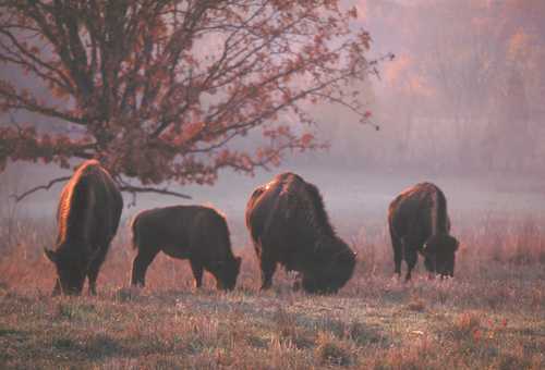 Bison Grazing in the South Bison Range