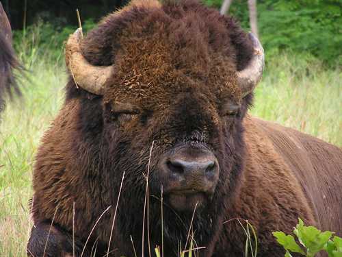 Up Close to an American Bison