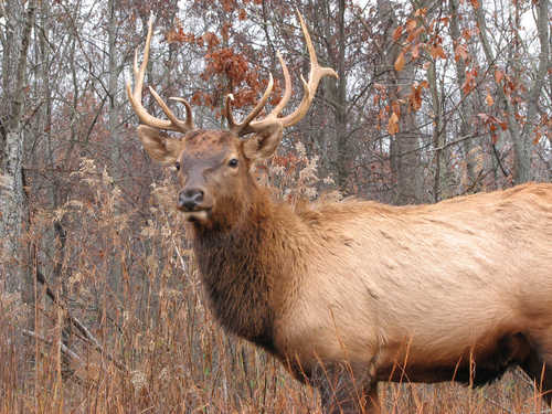 An Elk Bull on the Elk and Bison Prairie