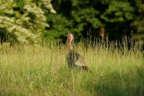 A Wild Turkey from the Northern Nature Watch Area