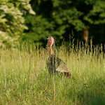 A Wild Turkey from the Northern Nature Watch Area