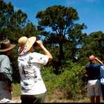 Birders Searching for Neo-Tropical Migrants