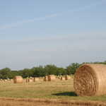 Farmlands Along Alabama