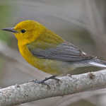 Prothonotary Warbler Perched on Branch