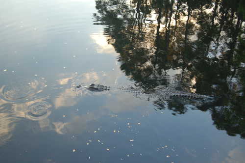 Alligator at Alligator Lake