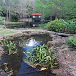 Japanese Garden at Bellingrath