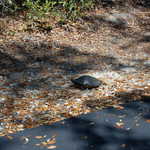 Turtle Laying Eggs Beside the Gulf Oak Ridge Trail