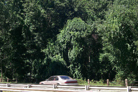Overhanging Trees on the Merritt Parkway