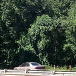 Overhanging Trees on the Merritt Parkway