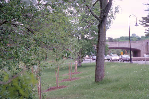 Tree Plantings Alongside Merritt Parkway