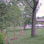 Tree Plantings Alongside Merritt Parkway