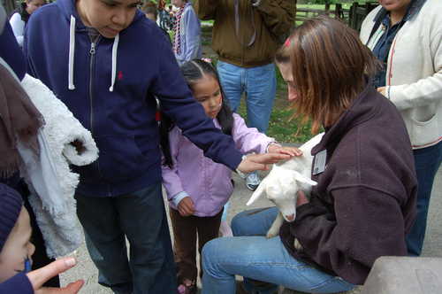 Petting a Baby Goat at the Stamford Museum and Nature Center