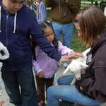 Petting a Baby Goat at the Stamford Museum and Nature Center