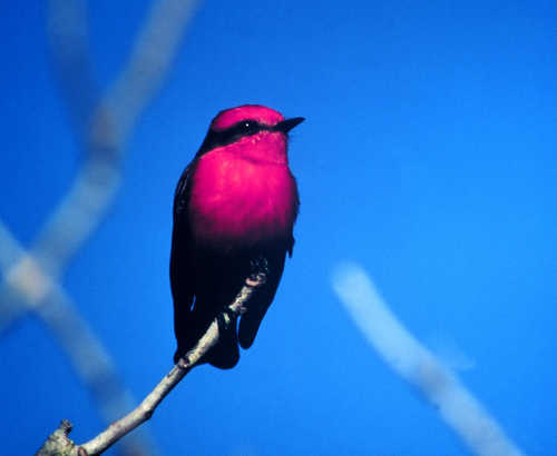 Vermillion Flycatcher Against Blue Sky on the Creole Nature Trail