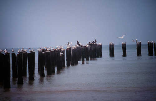 Pelicans and Seagulls on Dock Posts