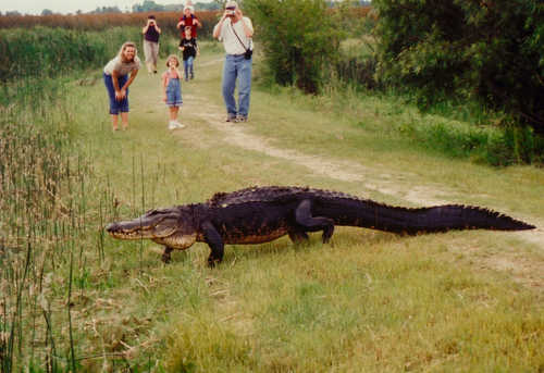 Gator Walking Across Path