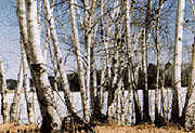 Birches Along the Byway in Winter