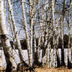 Birches Along the Byway in Winter