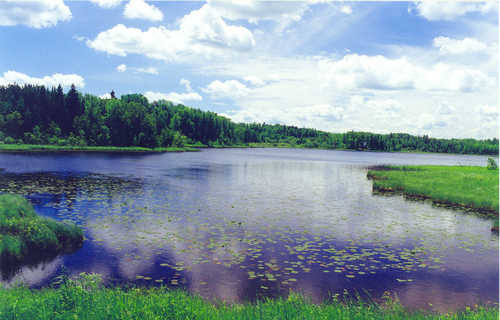 Lilypads on Pughole Lake